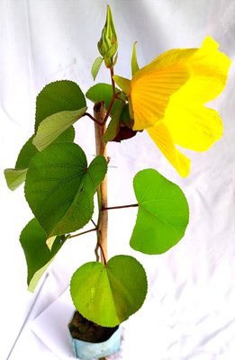 BuromaNursery Lotus Plant(Pack of 1)