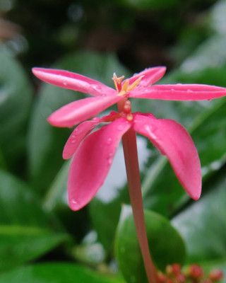 Bakuchi Trothic Ixora/Chethi Plant(Hybrid, Pack of 1)