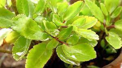 PB HONEY PRIYA PLaNTS Bryophyllum Pinnatum/Patharchatta Plant(Hybrid, Pack of 1)