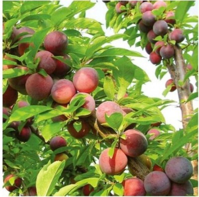 greenhousestore Aloo Bukhara/Plum Plant(Hybrid, Pack of 1)