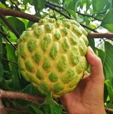 GLOBQRO Custard Apple Plant(Hybrid, Pack of 1)