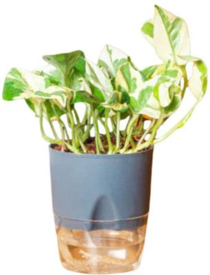 Greenery Marble Money Plant(Pack of 1)
