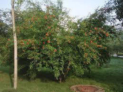 Fulmala Nursery Pomegranate Plant(Hybrid, Pack of 1)