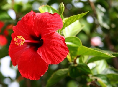 PUSHPARGHYA Hibiscus Plant(Hybrid, Pack of 1)