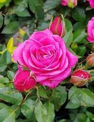 MAQINPLANTHOUSE Rose Plant(Hybrid, Pack of 1)