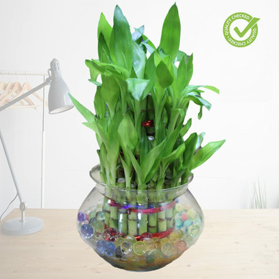 Flora Solutions Three Layer Bamboo Plant(Hybrid, Pack of 1)