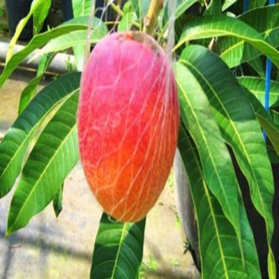 Oxygreenplant Mango Plant(Hybrid, Pack of 1)