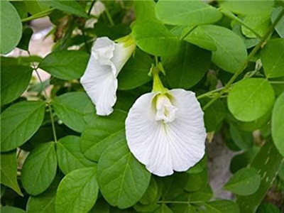 Farmplants Aparajita/ Butterfly Pea Plant(Hybrid, Pack of 1)