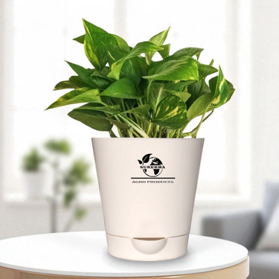 Surekha Agro Products Money Plant(Hybrid, Pack of 1)