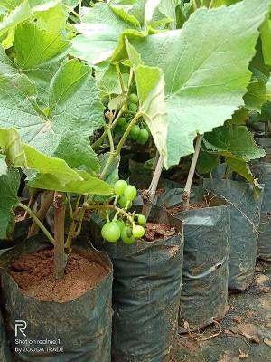 Cloud Farm Grapes Plant(Hybrid, Pack of 1)