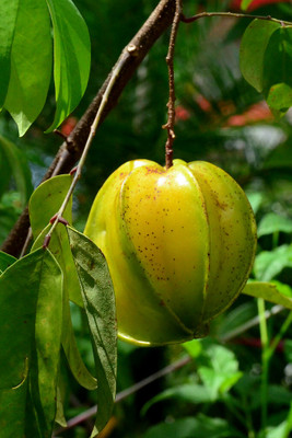 THE BHOWMICK Star Fruit Carambola Grafted Plant(Hybrid, Pack of 1)