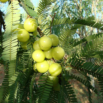 Platone Amla Plant(Hybrid, Pack of 1)
