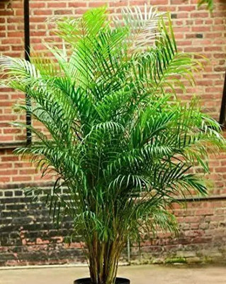 GreenyOn Areca Palm(Hybrid, Pack of 1)