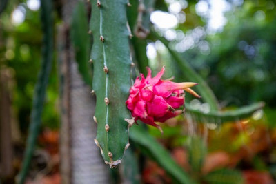 BEWPOLENA Dragon Tree(Hybrid, Pack of 1)