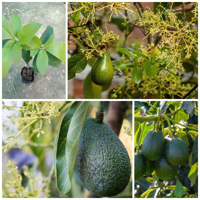 Cloud Farm Avocado Plant(Hybrid, Pack of 1)