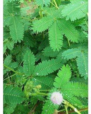 MAITRA AND SONS Shami/Jand Plant(Hybrid, Pack of 1)