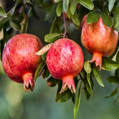 Cloud Farm Pomegranate Plant(Hybrid, Pack of 1)