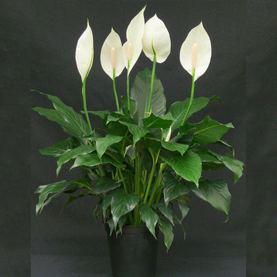 ABEFARIYA Peace Lily Plant(Hybrid, Pack of 1)