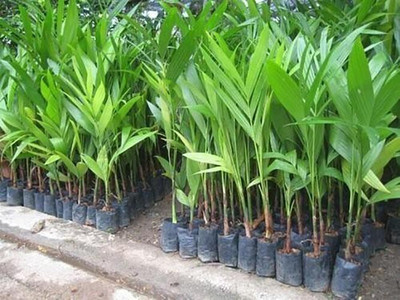 Earth Angels Betel Nut/Supari Plant(Hybrid, Pack of 1)