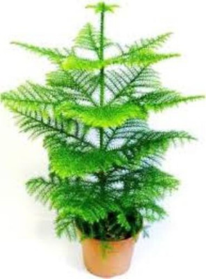 Agacha Christmas Tree Plant(Hybrid, Pack of 1)