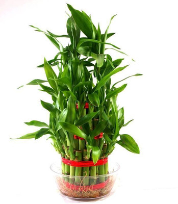 AGRAWBIC Two Layer Bamboo Plant(Hybrid, Pack of 1)