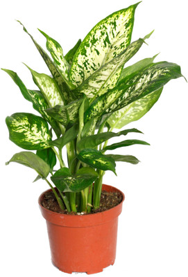 Ultima Search Dieffenbachia Plant(Pack of 1)
