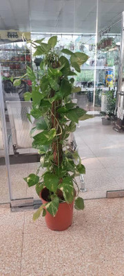 Moneyplant Money Plant(Hybrid, Pack of 1)