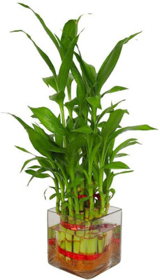 SMZ BRANDLINES Two Layer Bamboo Plant(Pack of 1)