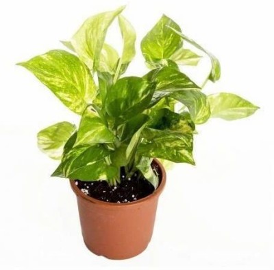 sealok Money Plant(Pack of 1)