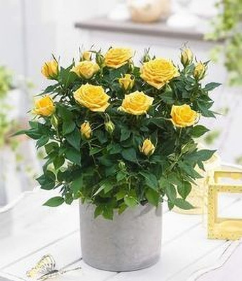 MAITRA AND SONS Rose Plant(Hybrid, Pack of 1)