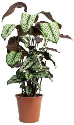LivePlant Calathea Plant(Pack of 1)