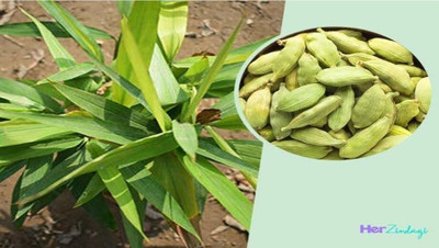 KrishnaNursery Elaichi/Cardamom Plant(Hybrid, Pack of 1)