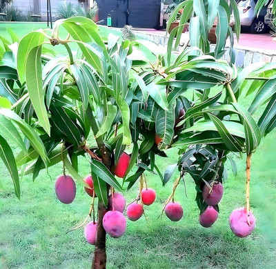 Miyazaki Mango Plant(Pack of 1)