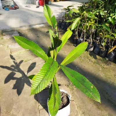 Cloud Farm Elephant Apple Plant(Hybrid, Pack of 1)