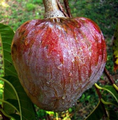 GreenyOn Custard Apple Plant(Hybrid, Pack of 1)