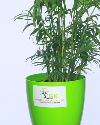 gk nurseries and plantations Areca Palm(Hybrid, Pack of 1)