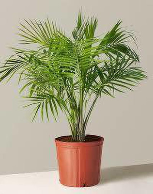 My Dream Nursery Areca Palm(Hybrid, Pack of 1)