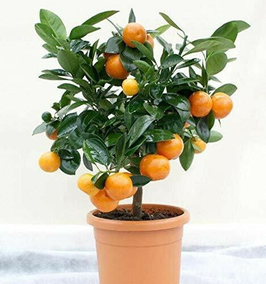 garden nature care Orange Plant(Hybrid, Pack of 1)