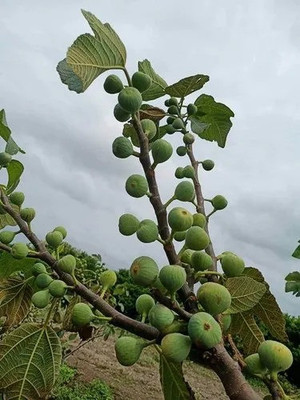 GreenyOn Gular/Cluster Fig Plant(Hybrid, Pack of 1)