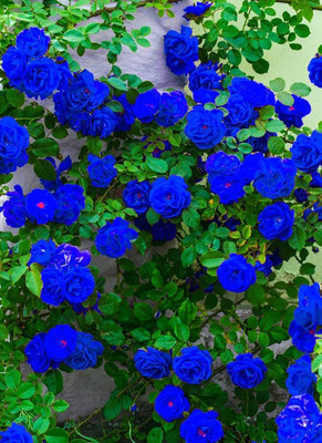 GISLENUS Rose Plant(Hybrid, Pack of 1)