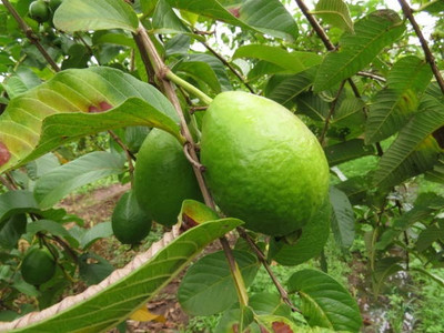 BEWPOLENA Guava Plant(Hybrid, Pack of 1)
