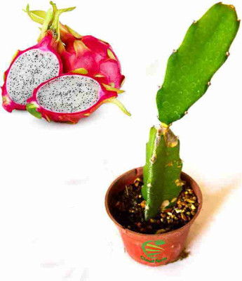 Cloud Farm Dragon Tree(Hybrid, Pack of 1)
