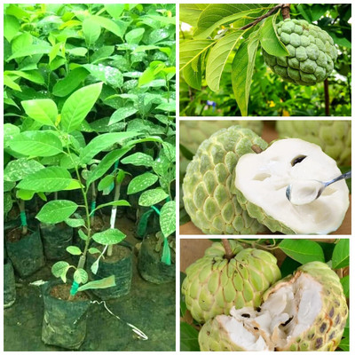 Cloud Farm Custard Apple Plant(Hybrid, Pack of 1)