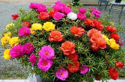 Lorvox 10'0 Clock Flower Seed(65 per packet)
