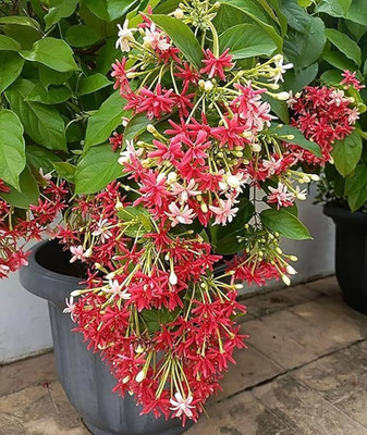 Cloud Farm Madhumalti/Rangoon Creeper(Hybrid, Pack of 1)