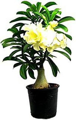 FUEGOASIS Adenium Plant(Hybrid, Pack of 1)