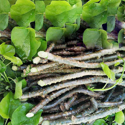 VibeX Giloy Stems/Neem Giloy Stems/Seeds ) Seed(20 per packet)
