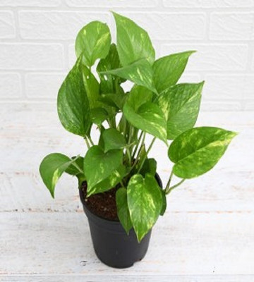 GREENOLYMPUS Money Plant(Hybrid, Pack of 1)