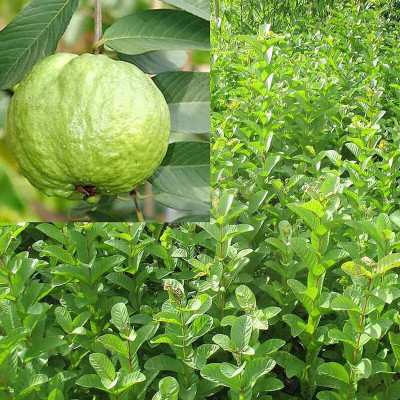 Aywal Taiwan Guava Hybrid Seed(45 per packet)