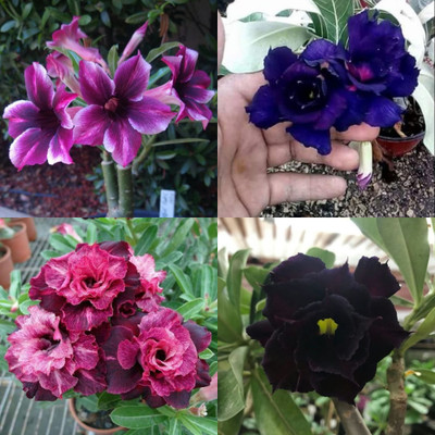 PlantPulse Adenium Plant(Hybrid, Pack of 4)